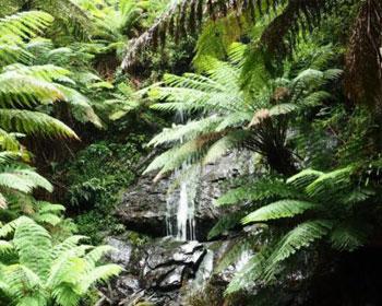 Waterfall amongst fern forrest