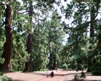 Redwood tress on accessible walk in Ballarat